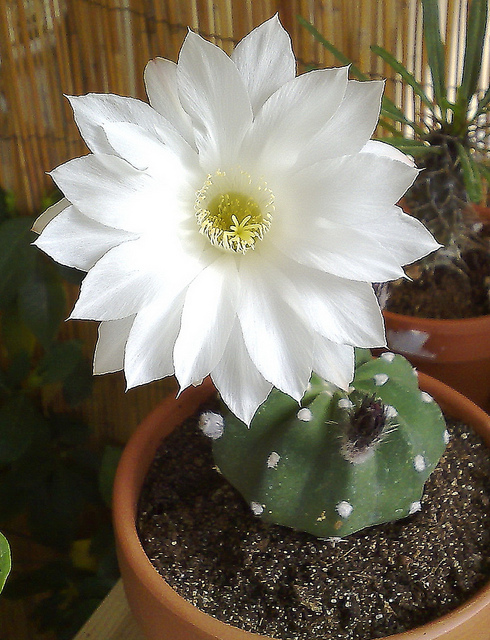 Easter Lily Cactus